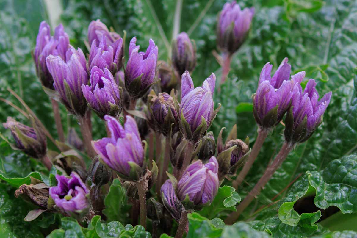 A close up horizontal image of the purple flowers of Mandragora autumnalis (mandrake) growing in the garden pictured on a soft focus background.