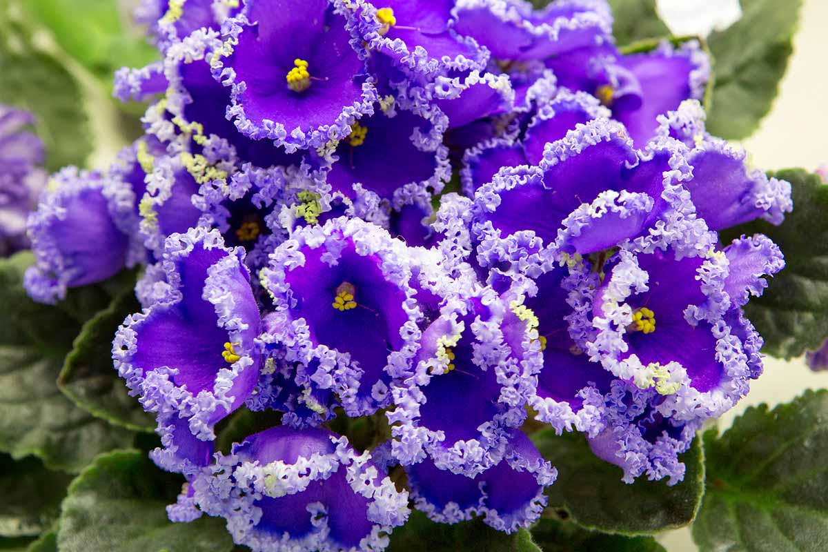 A close up horizontal image of the purple ruffled blooms of an African Violet plant pictured on a soft focus background.