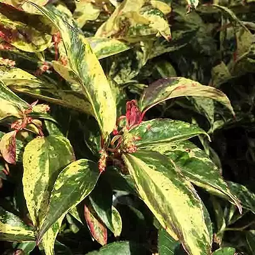 A close up square image of the variegated foliage of 'Rainbow' Leucothe growing in the garden.