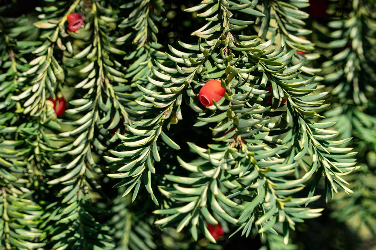 A close up horizontal image of the red berries and green foliage of yew growing in the garden pictured in light sunshine.