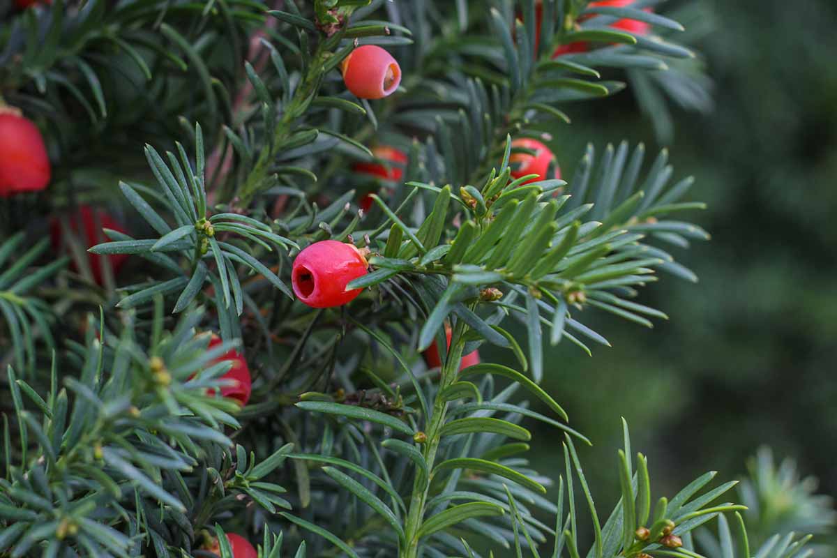 A close up horizontal image of the foliage and red berries of the red western yew, pictured on a soft focus background.