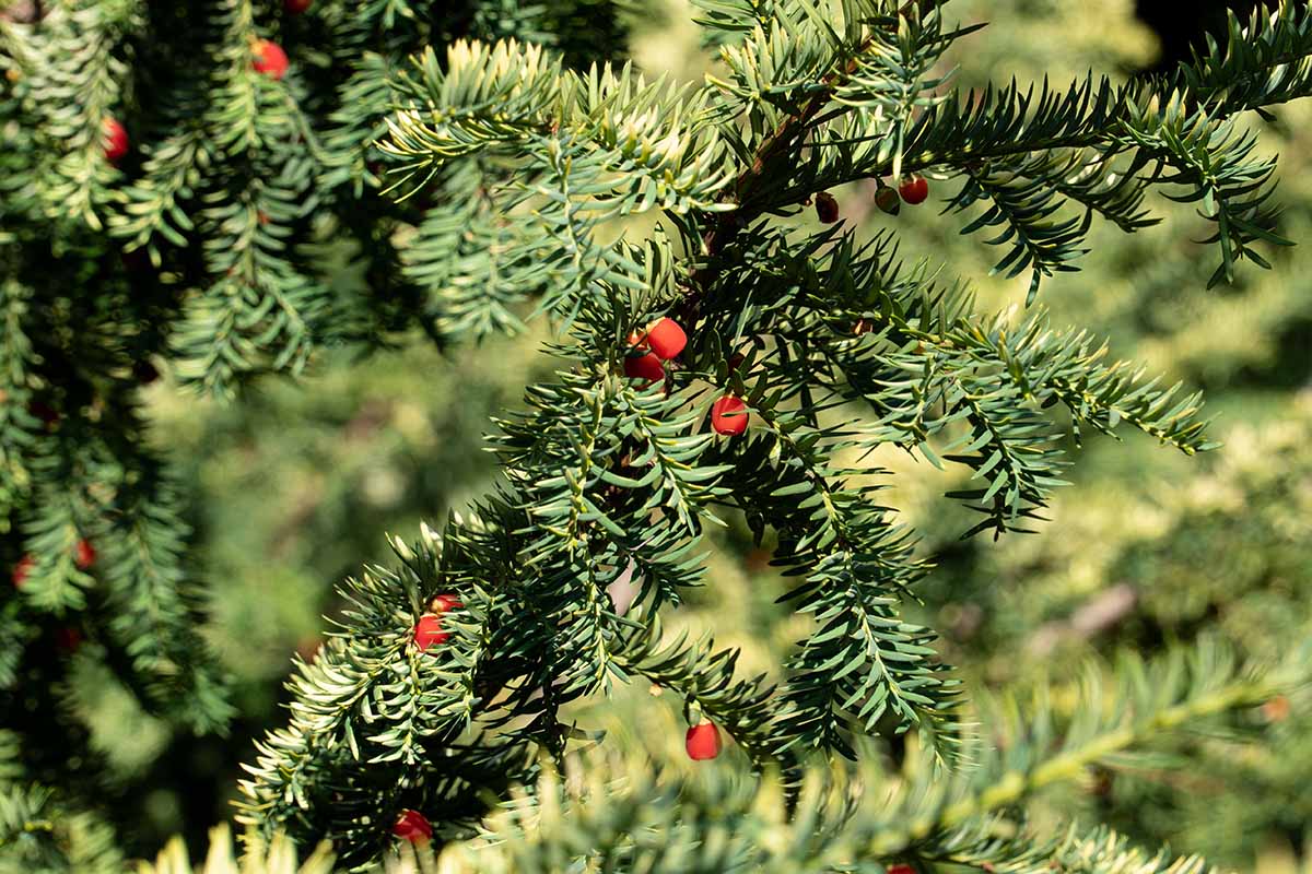 A close up horizontal image of the foliage and berries on a yew shrub pictured on a soft focus background.