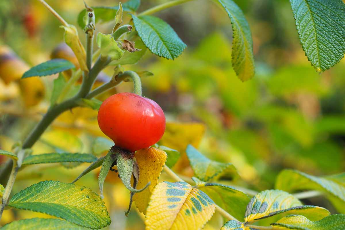 A close up horizontal image of a bright red berry of Daphne odora growing in the garden pictured on a soft focus background.