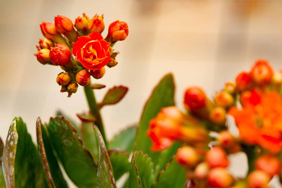 A close up horizontal image of the buds and blooms of a flaming katy (Kalanchoe blossfeldiana) pictured on a soft focus background.