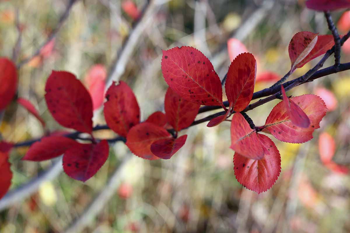 A close up horizontal image of red chokeberry leaves in the fall pictured on a soft focus background.