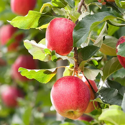 A close up square image of a 'Red Jonathan' apple tree with ripe fruits ready to harvest.