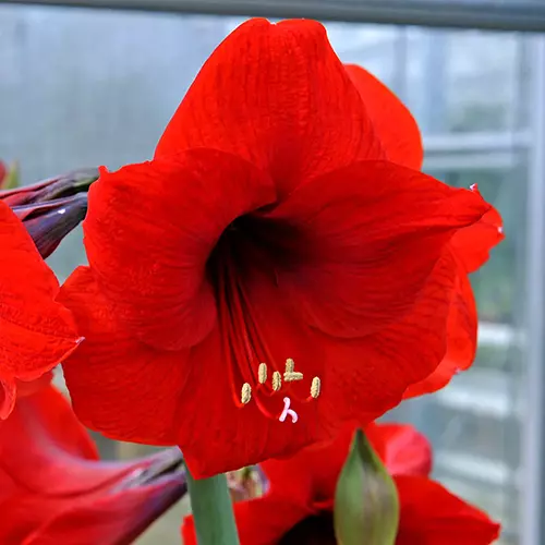 A close up square image of 'Red Lion' Hippeastrum flower pictured on a soft focus background.