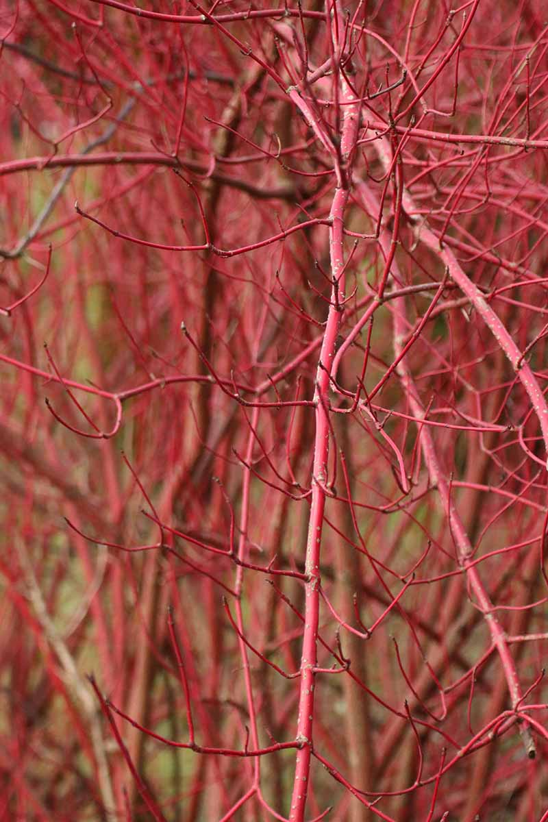 A close up vertical image of red osier dogwood stems after the leaves have dropped in autumn.