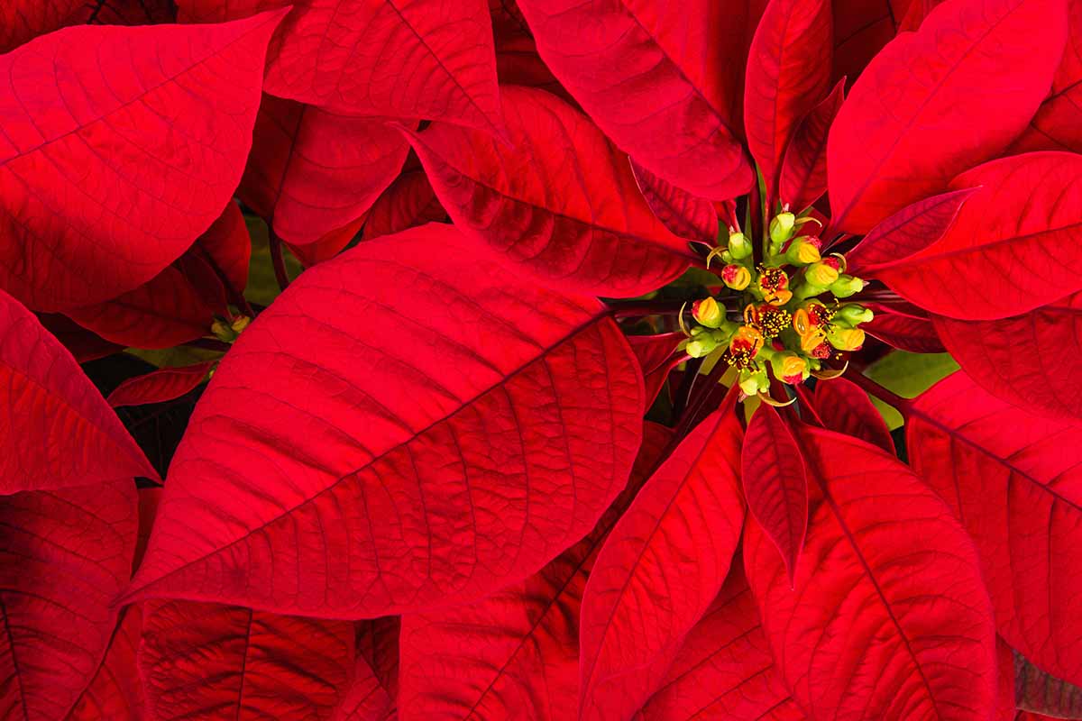 A close up horizontal image of the bright red bracts and small flowers of a poinsettia plant.