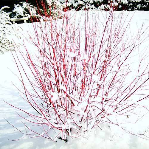 A close up square image of red osier dogwood with bright red stems covered in snow.