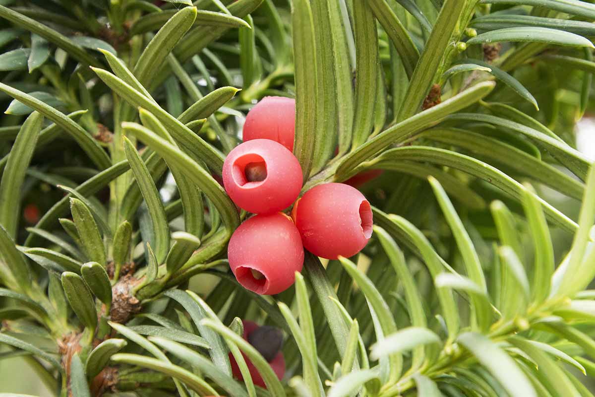A close up horizontal image of the red berries of Taxus baccata growing in the garden.