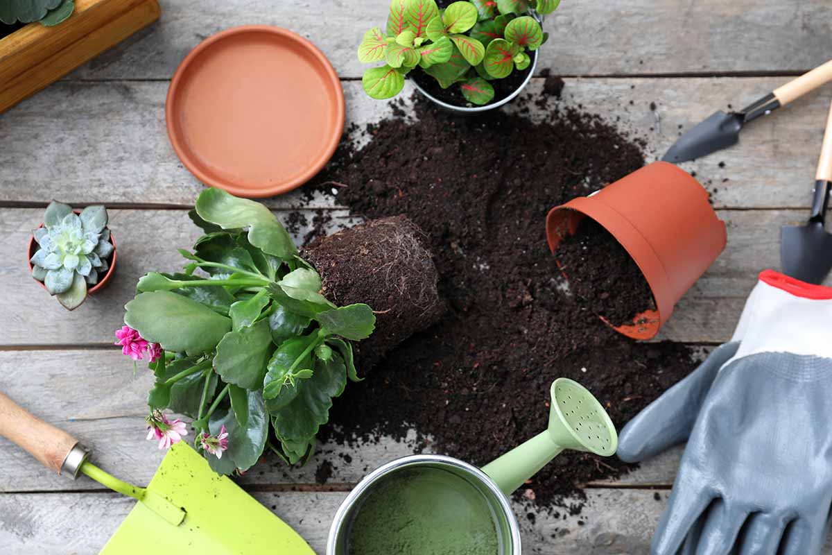 A close up horizontal image of a plant taken out of its pot and set on a wooden surface with soil scattered around, with gardening tools.