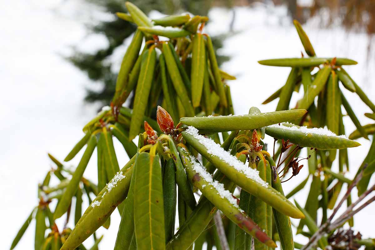 A close up horizontal image of rhododendron foliage and buds in a winter landscape.