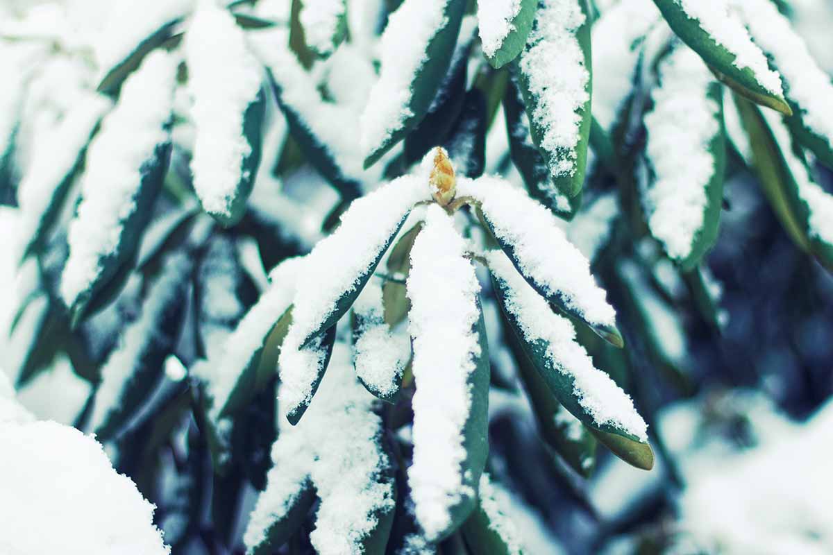 A close up horizontal image of rhododendron plants covered with a dusting of snow.