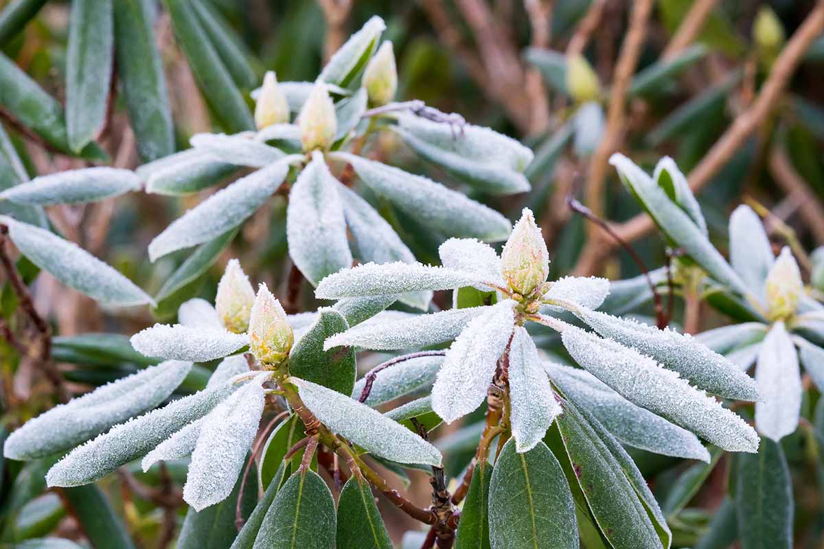 A close up horizontal image of rhododendron plants in the garden covered in a light dusting of frost.
