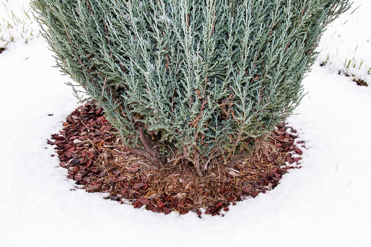 A close up horizontal image of a Juniperus scopulorum tree with mulch around the base surrounded by snow.