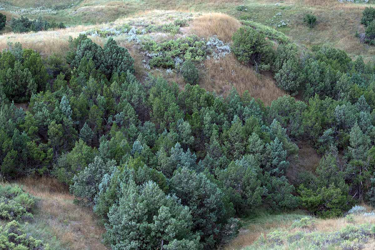 A horizontal image of rocky mountain juniper trees (Juniperus scopulorum) growing in a valley.