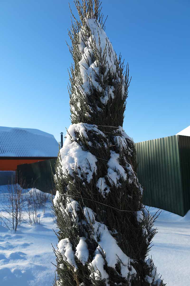 A close up vertical image of a Rocky Mountain juniper tree (Juniperus scopulorum) covered in a dusting of snow in winter.