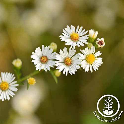 A close up square image of Roman chamomile flowers pictured on a soft focus background. To the bottom right of the frame is a white circular logo with text.