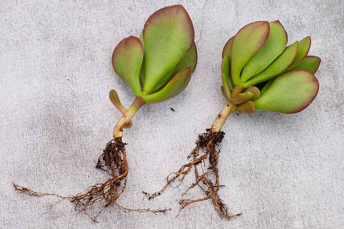 A close up horizontal image of two rooted cuttings of a succulent.