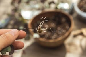 Heartstrings Tree Path How to Grow and Care for String of Hearts | Gardener’s Path