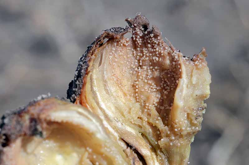 A close up horizontal image of a bulb rotting due to root onion mite infestation.
