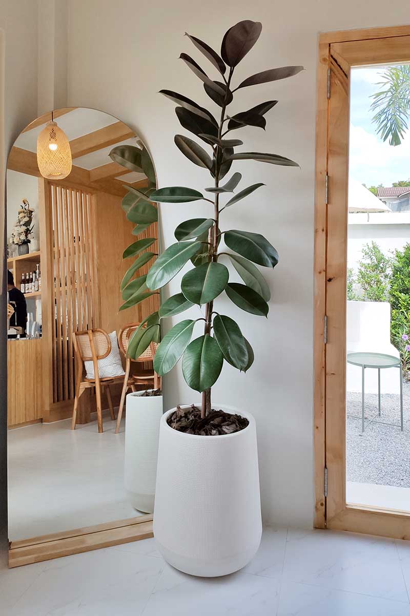 A vertical image of a large rubber tree growing in a white container next to a mirror indoors.