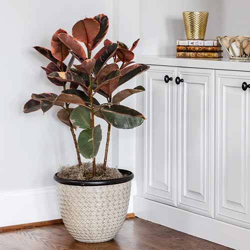 A square image of a 'Ruby' rubber plant growing in a decorative pot next to a white sideboard.