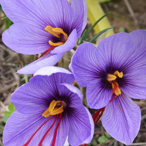 A close up square image of the purple flowers of saffron crocus growing in the garden.