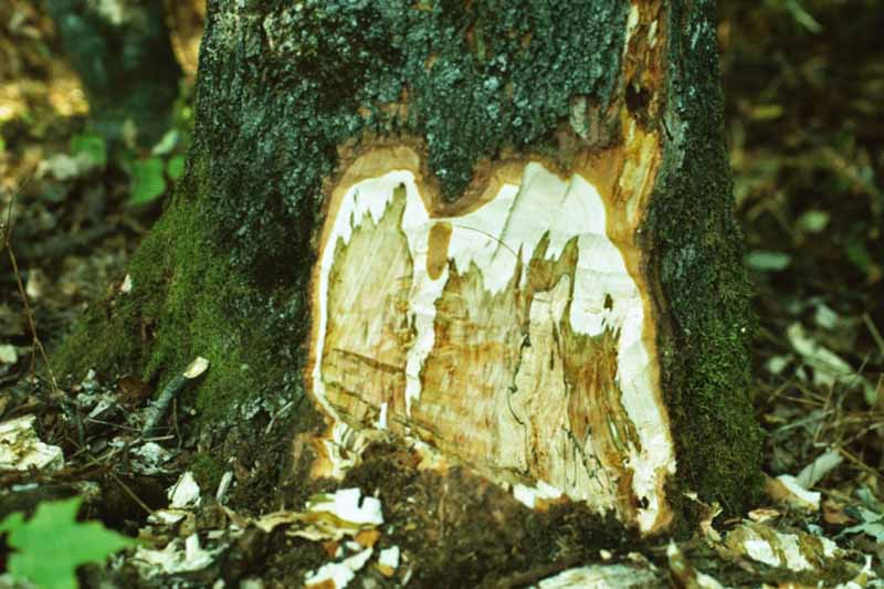 A close up horizontal image of the symptoms of sapstreak on the trunk of a tree.