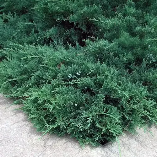 A close up square image of a 'Sargent' juniper plant growing by a concrete path.
