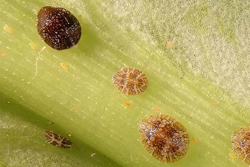 A close up horizontal image of scale insects in high magnifcation.