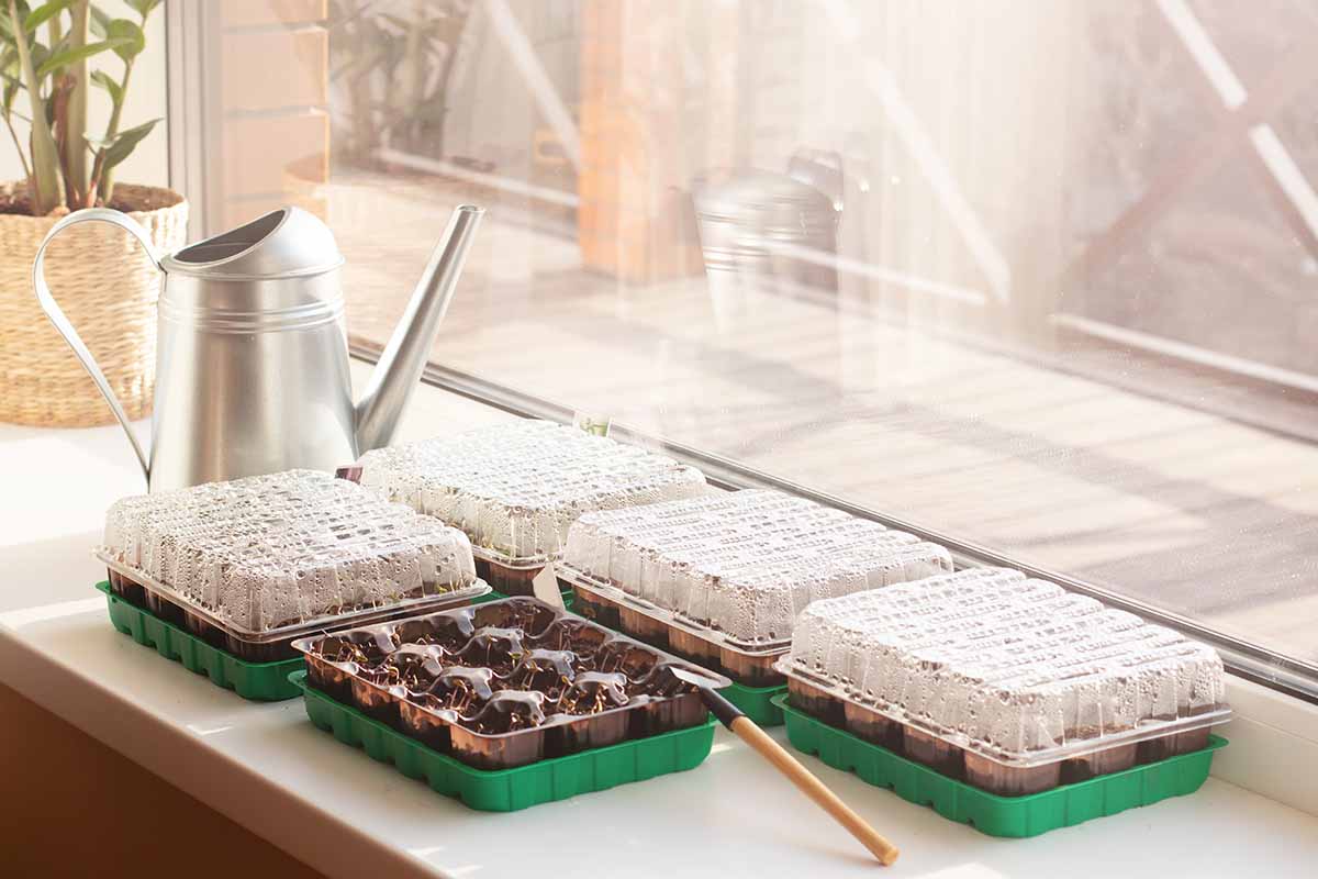 A close up horizontal image of seed trays set on a window sill under humidity domes.