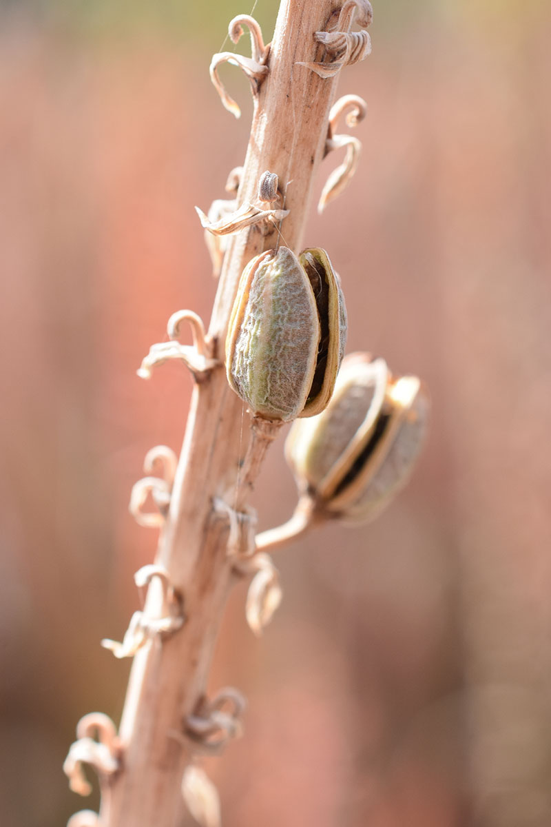 A close up vertical image of two seed pods on a flower stalk pictured on a soft focus background.