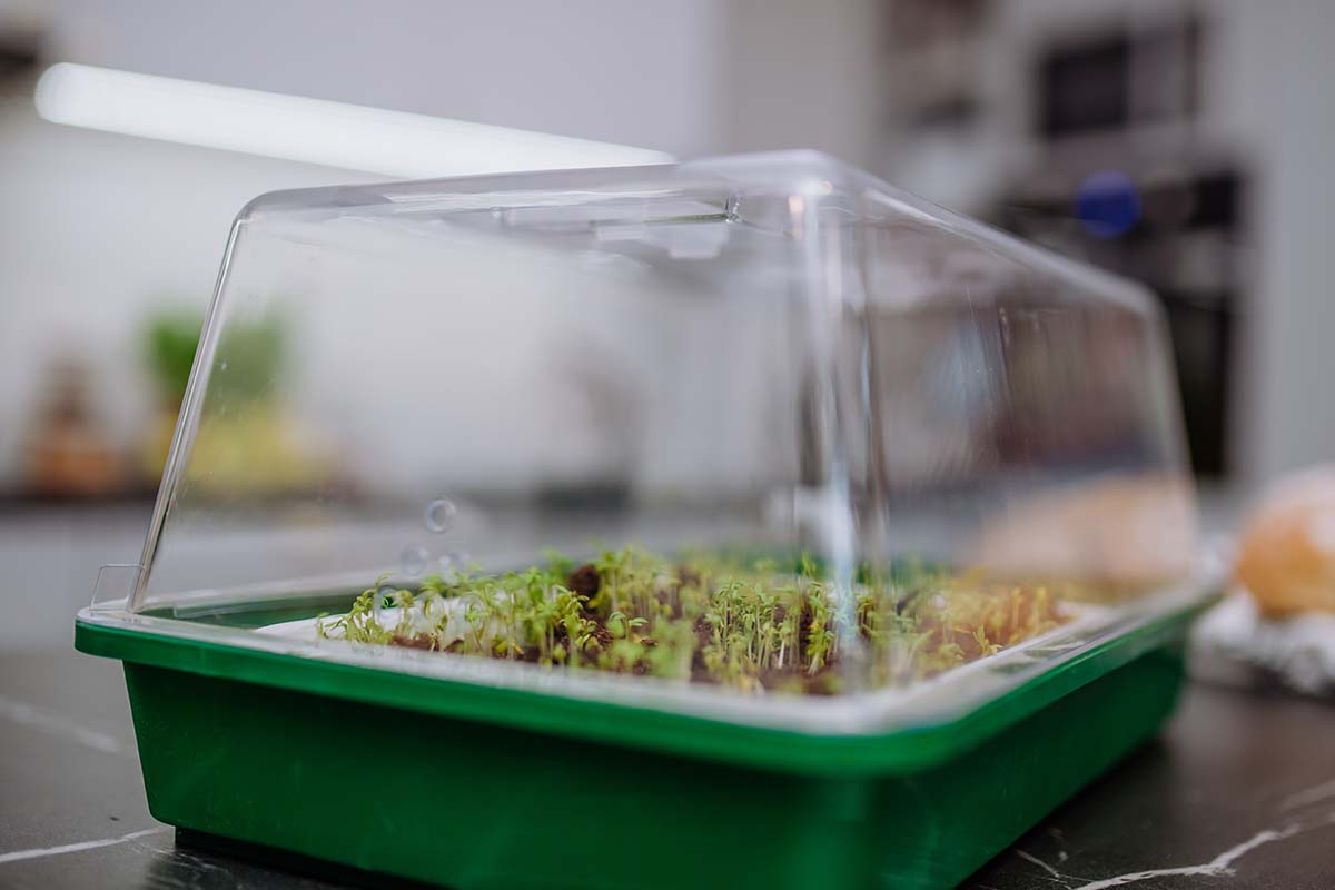 A close up horizontal image of seedlings growing in a mini plastic indoor greenhouse.