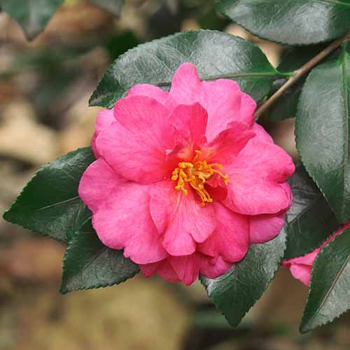 A close up square image of the pink flower of Camellia 'Shi Shi Gashira' with deep green foliage in the background.