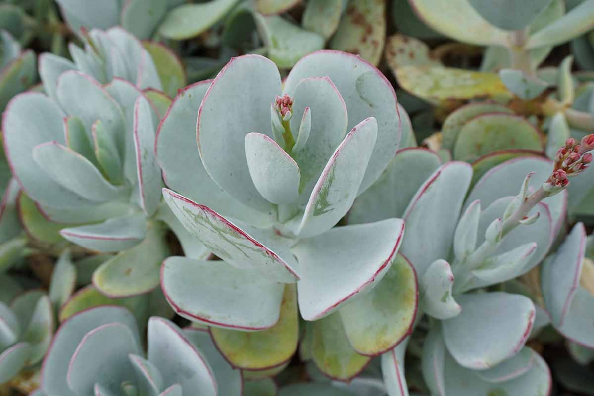 A close up horizontal image of a silver dollar crassula plant growing in the garden.