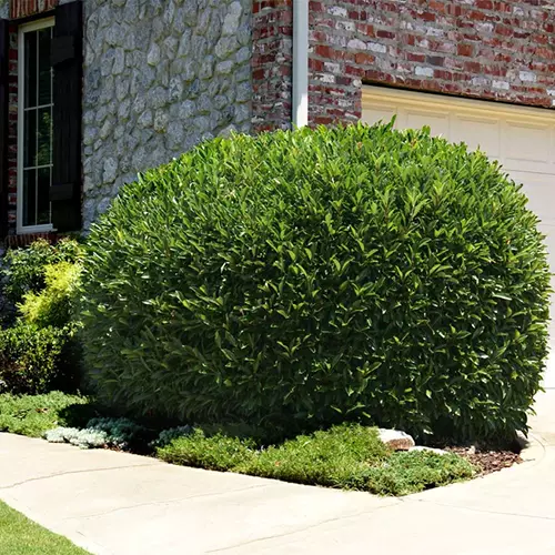 A close up square image of a large cherry laurel pruned into a rounded shape outside a brick residence pictured in bright sunshine.