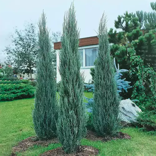 A close up square image of three 'Skyrocket' juniper trees growing outside a residence.