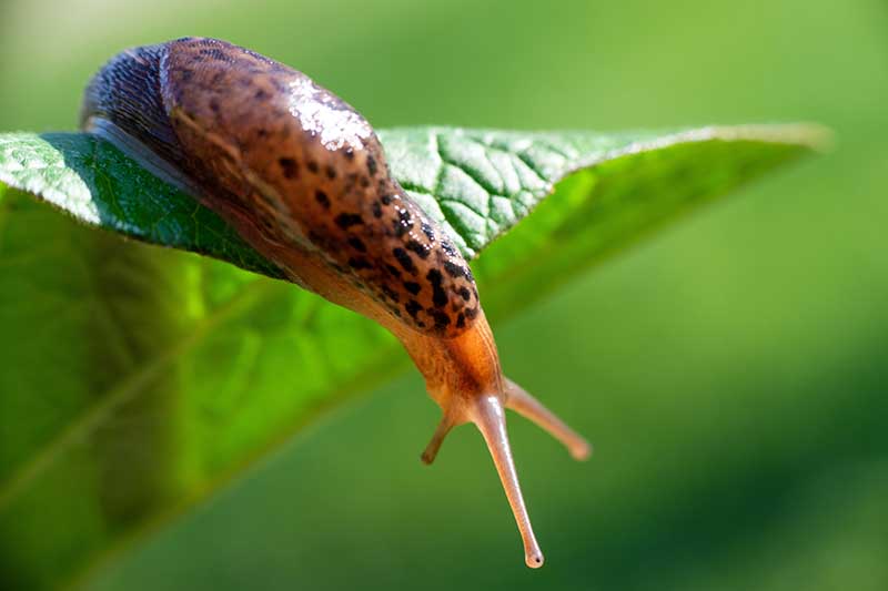 A close up horizontal image of a snail without a shell on the surface of a leaf pictured on a soft focus background.