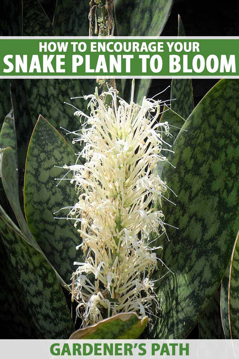 A close up vertical image of a snake plant with characteristic foliage and a flower stalk with masses of tiny blooms. To the top and bottom of the frame is green and white printed text.