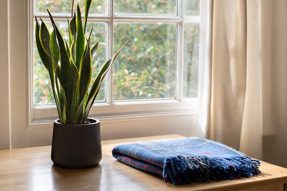 A horizontal image of a folded blanket on aa wooden table with a snake plant in a small pot with a window in the background.