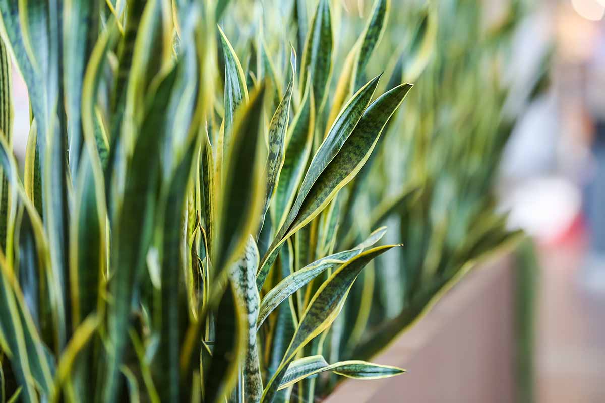 A close up horizontal image of Dracaena trifasciata growing in a rectangular planter.