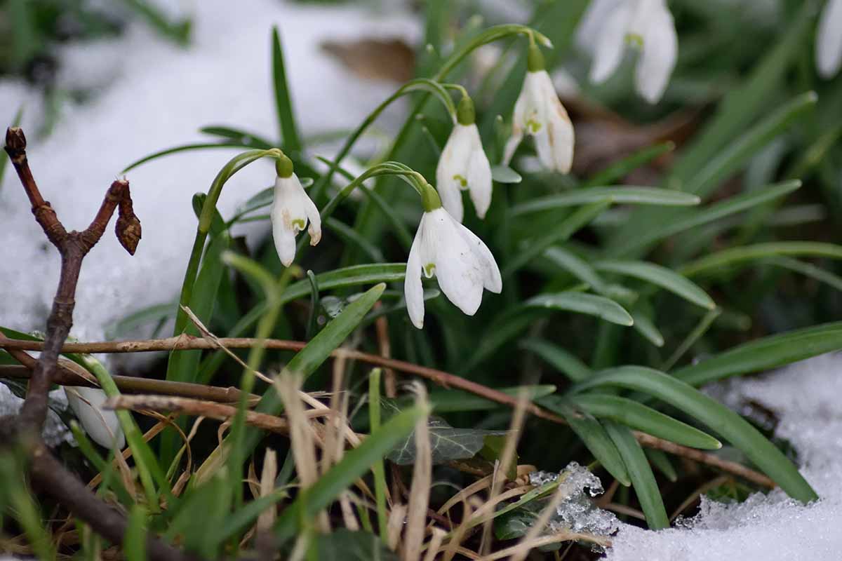 A close up horizontal image of galanthus blooms with white petals and green foliage growing in the snow, with bare twigs.