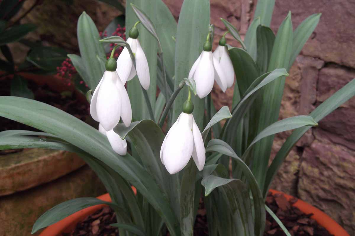 Potted white snowdrops with gray-green leaves and stems growing in mulch-covered brown soil in a terra cotta pot, in front of a stone wall and another plant container.