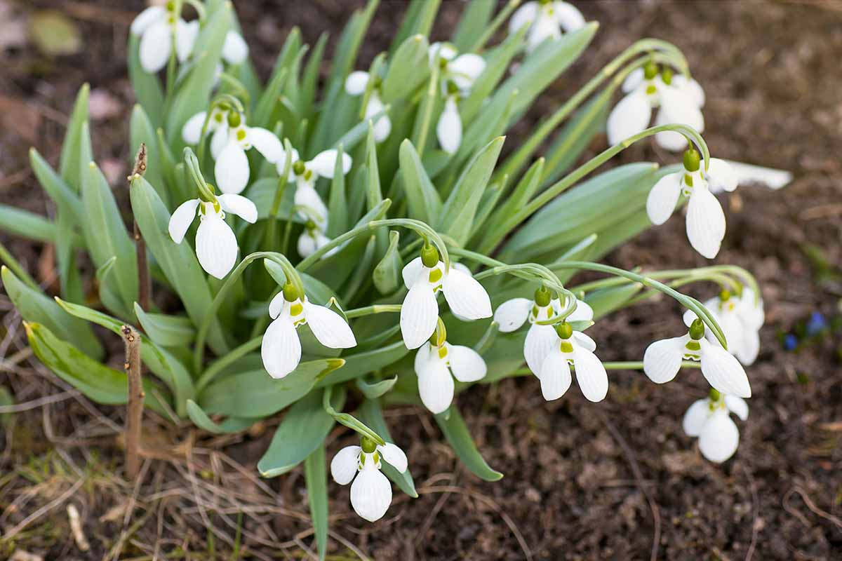 A horizontal overhead shot of white Galanthus flowers with green leaves, growing in soil topped with brown leaf mulch.