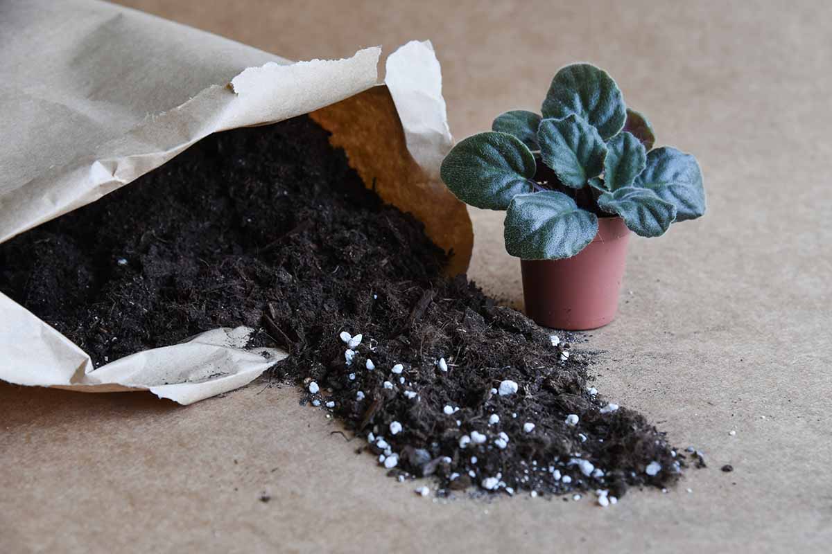 A close up horizontal image of a bag of potting soil spilling out onto a concrete surface with a small potted plant in the background.