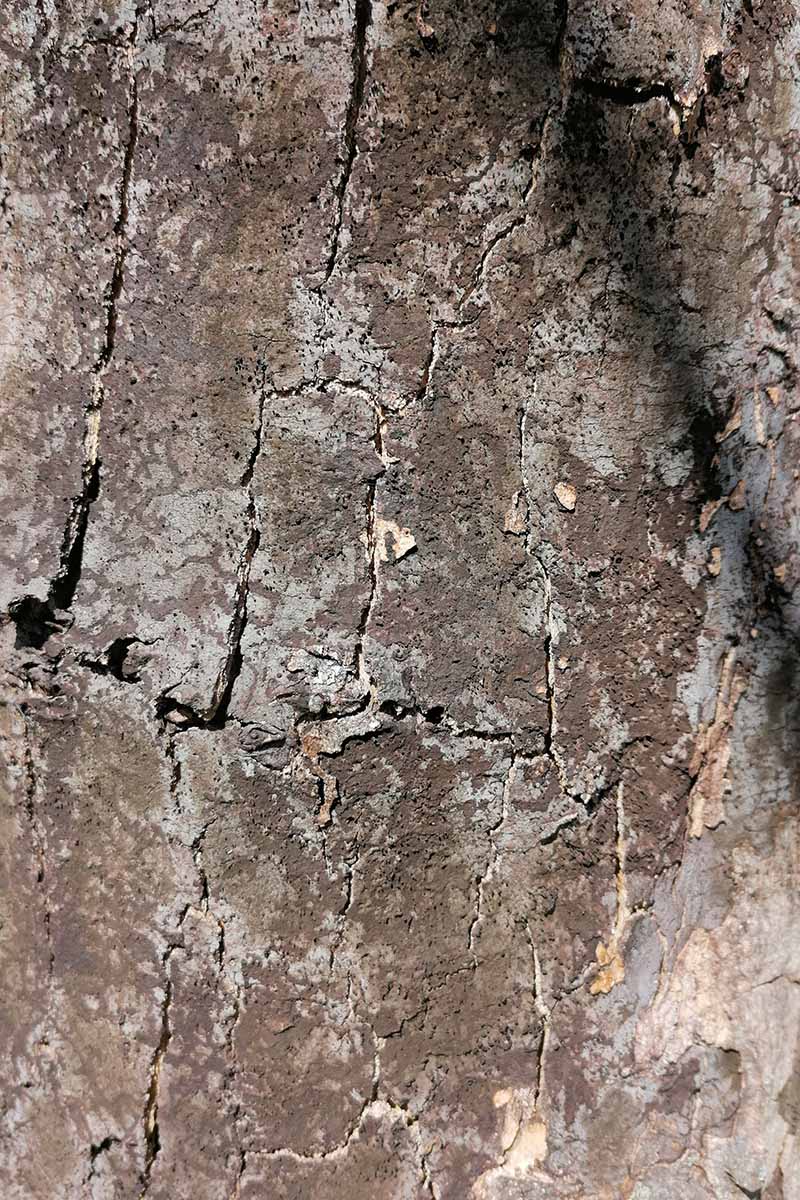 A close up vertical image of a tree growing in the garden infected with sooty bark disease.