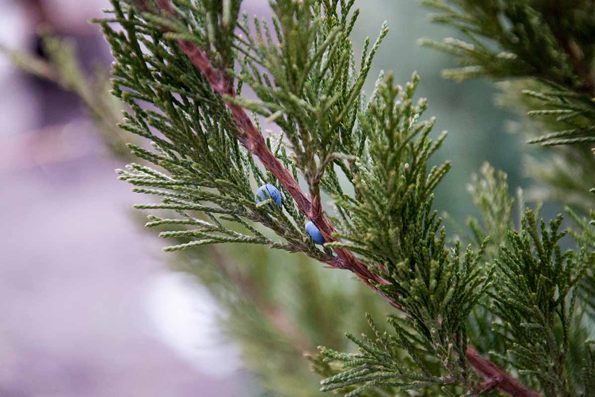 A close up horizontal image of the foliage and berries of a 'Spartan' juniper growing in the garden pictured on a soft focus background.