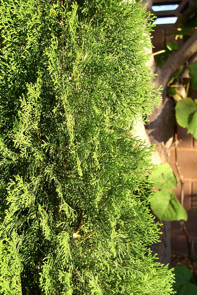 A close up vertical image of a spartan juniper growing in the garden with a wooden fence in the background.